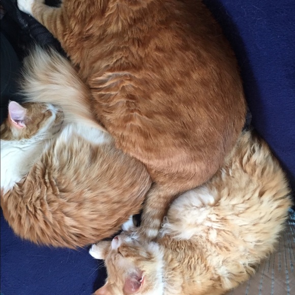 Meet your Posher, Danielle - Picture 4 of 7